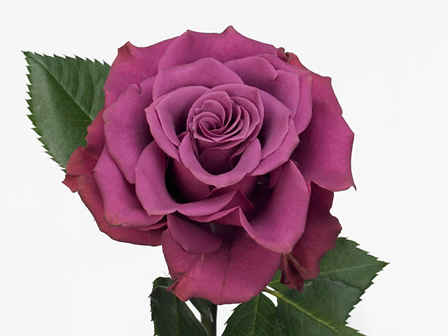 Роза крупноцветковая "Ascot"