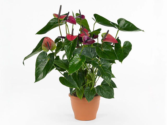 Anthurium (Andreanum Grp) First Purple