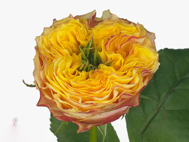 Rosa large flowered Top Design