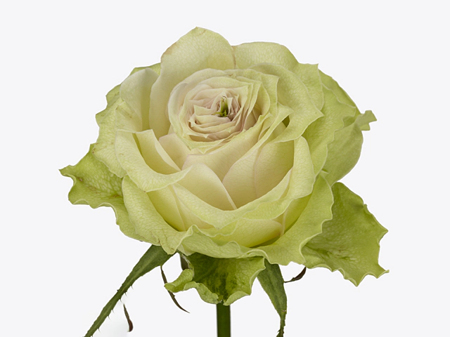 Rosa large flowered Sweet Carolin+