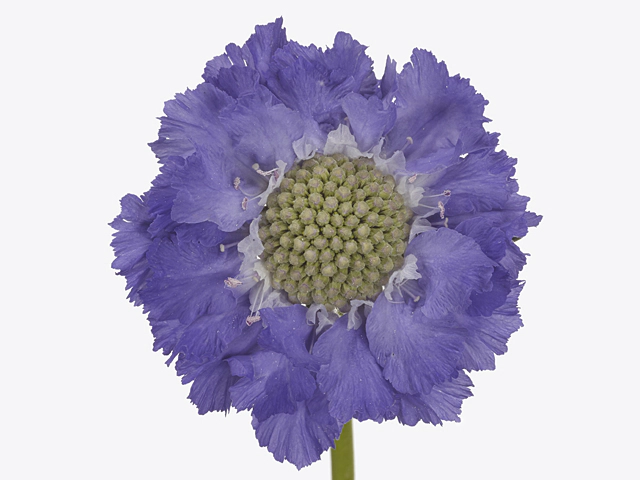 Scabiosa caucasica 'Staefa'