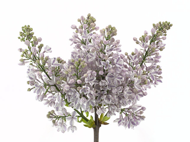 Syringa vulgaris 'Lila Wonder'