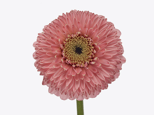 Gerbera mini globose Pomponi Piggy