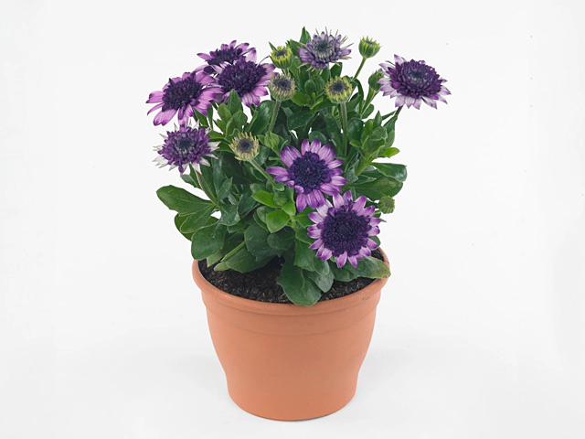 Osteospermum 3D Dark Violet White