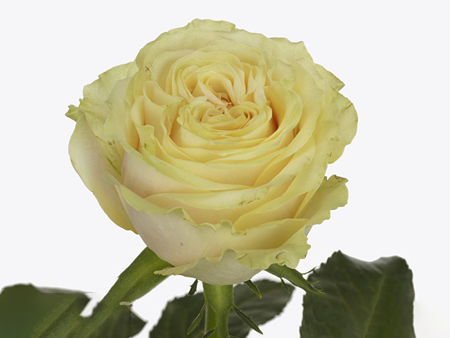 Роза крупноцветковая "Limonetti"