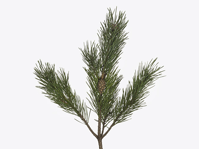 Pinus sylvestris 'Watereri' per kilo