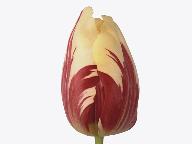 Tulipa (Single Late Grp) 'World Expression'