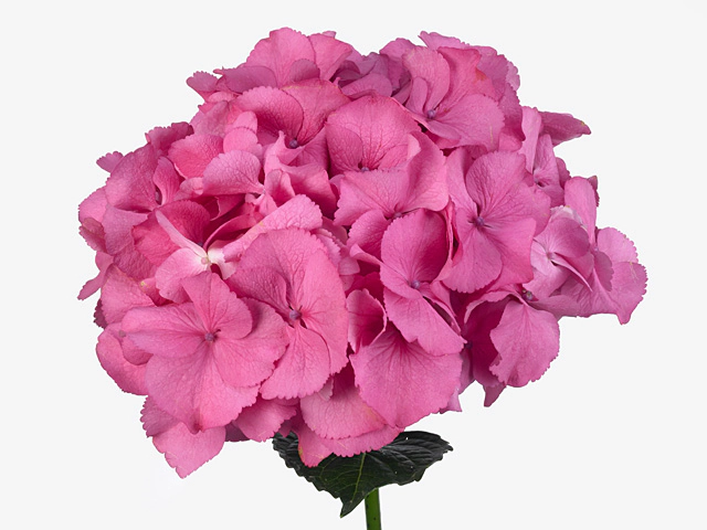 Hydrangea macrophylla Royal Navy (pink)