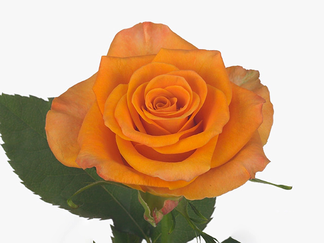 Роза крупноцветковая "Maleica"