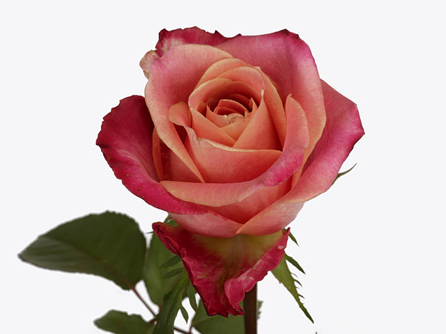 Роза крупноцветковая "Rocky Pebbles"