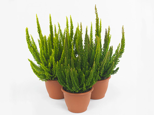 Calluna vulgaris Skyline mixed