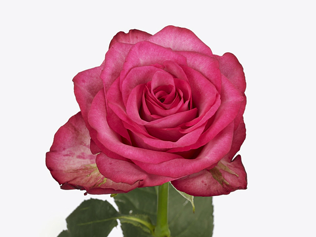 Rosa large flowered Paloma Royale