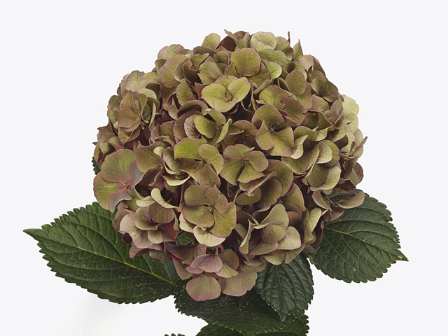 Hydrangea macrophylla Royal Queen (classic)