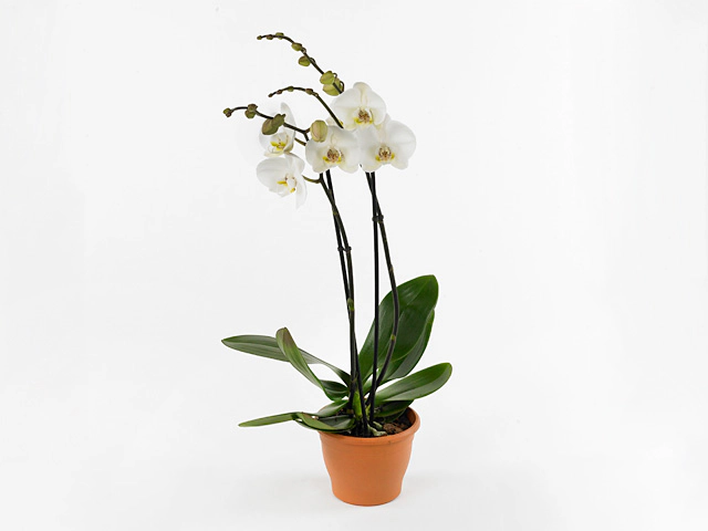 Phalaenopsis 'Mathilde'