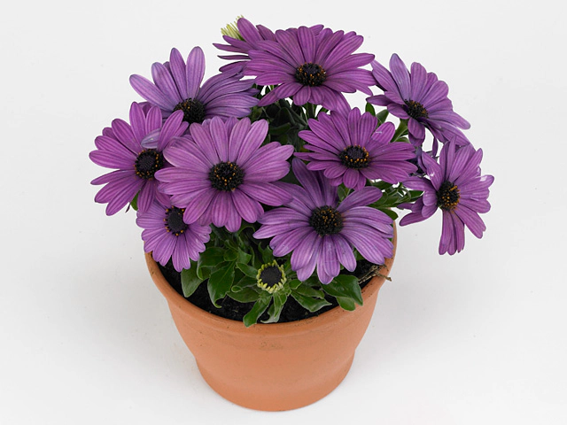 Остеоспермум "Flowerpower Violet"