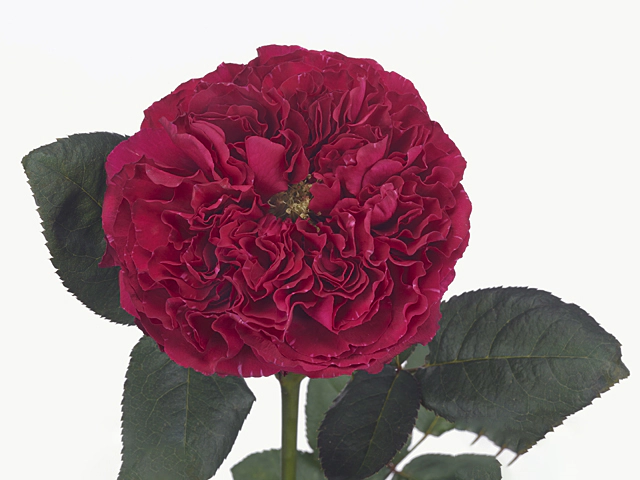 Роза крупноцветковая "Raspberry Elegance"