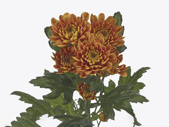 Chrysanthemum (Indicum Grp) spray Bellavista