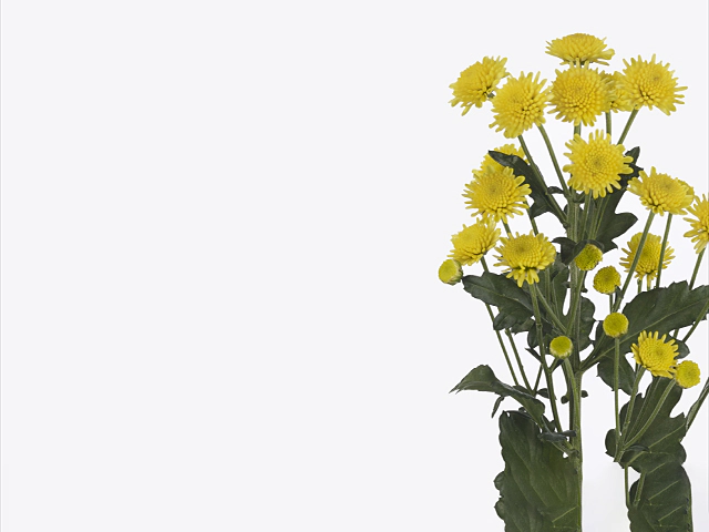 Chrysanthemum (Indicum Grp) spray santini 'Stallion Yellow'