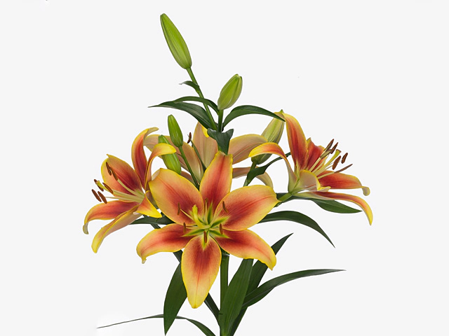 Lilium (OA-hybrids Grp) 'Kaveri'