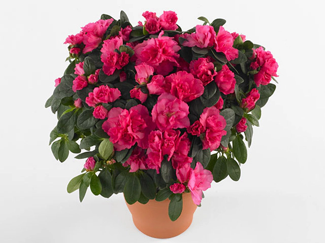 Rhododendron (Simsii Grp) 'Anastasia R'
