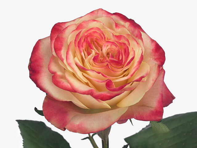 Rosa large flowered Memphis