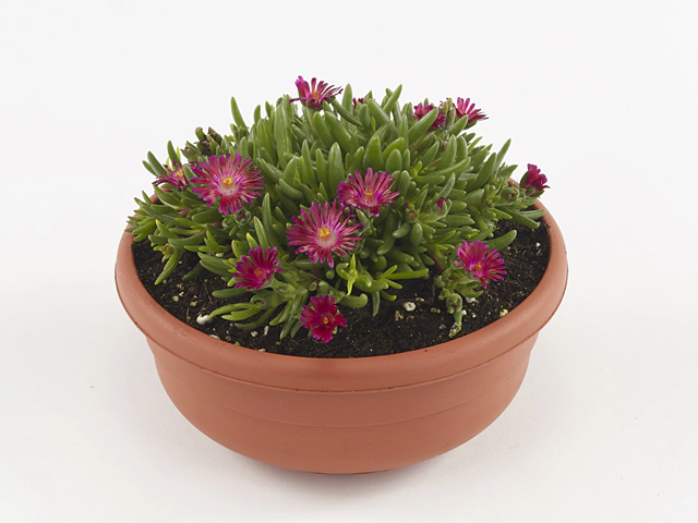 Delosperma cooperi Lido Magenta