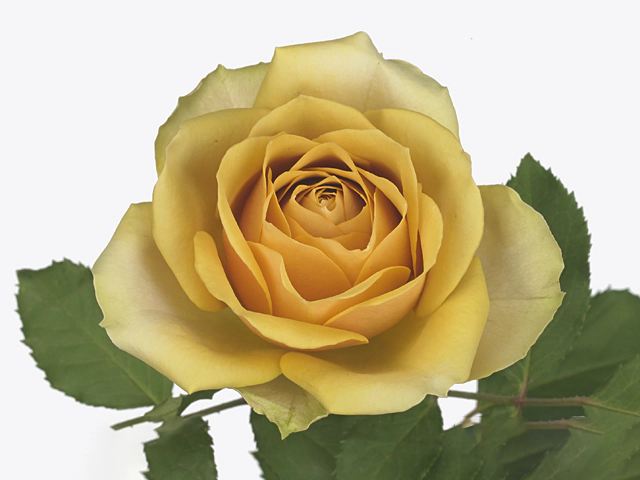 Роза крупноцветковая "Golden Mustard"