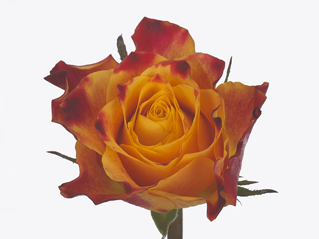 Роза крупноцветковая "Marry Haiko!"