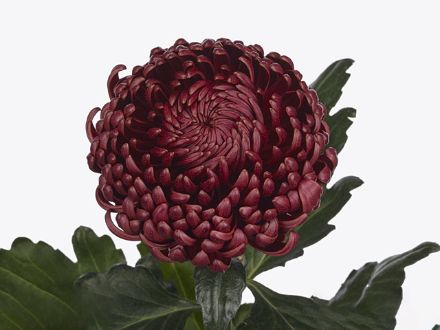 Chrysanthemum (Indicum Grp) disbuded Bigoudi Red