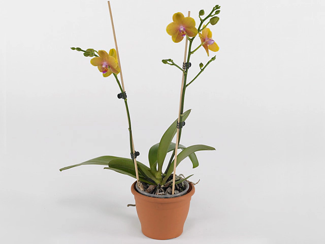 Phalaenopsis Multifloratypes Floriclone Grissini