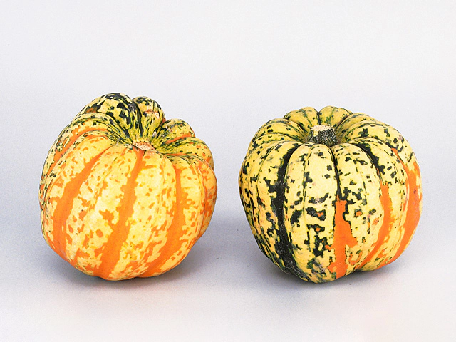 Ornamental fruits a piece Cucurbita pepo 'Festival'