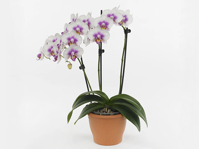 Phalaenopsis Multifloratypes Floriclone Malibu Baby