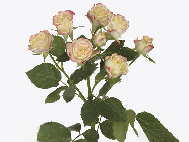 Роза спрей "Candelicious"