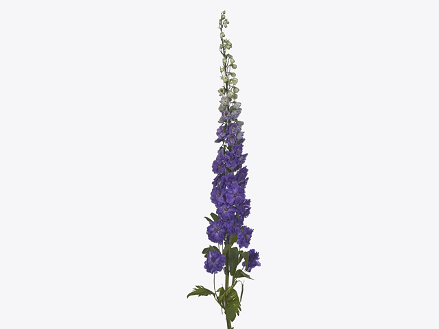 Delphinium double flowered (Elatum Grp) Dev Purple Heart