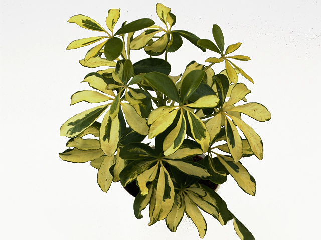 Schefflera arboricola 'Soleil'