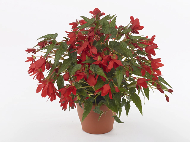 Begonia boliviensis 'Wendy Red'
