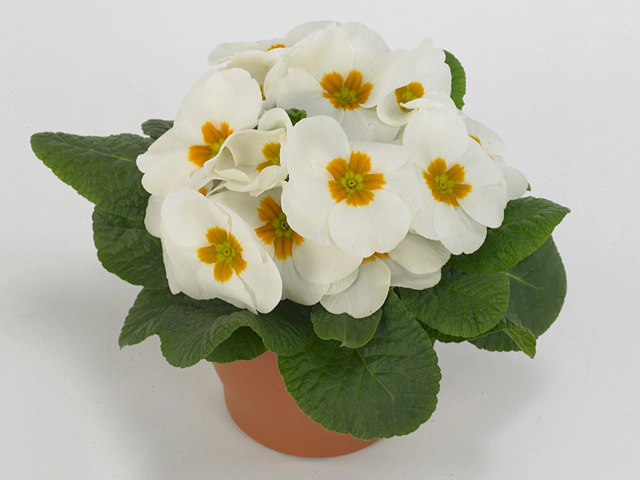 Primula (Acaulis Grp) Paradiso White