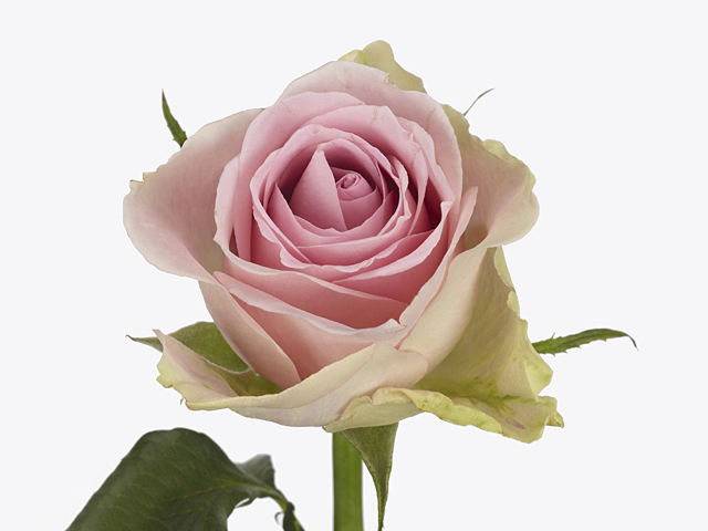 Роза крупноцветковая "Trivia"