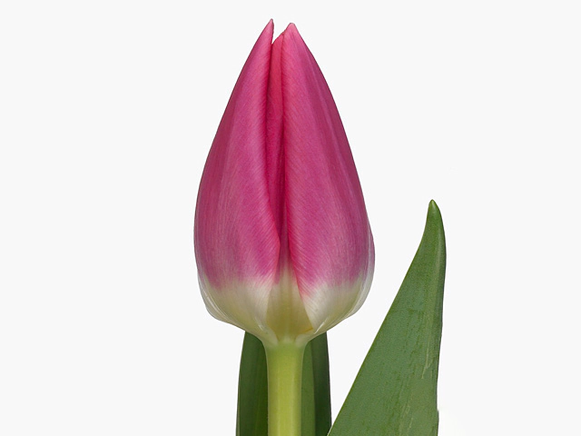 Tulipa (Darwinhybrid Grp) 'Rosy Delight'