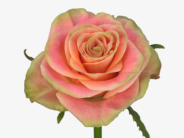 Роза крупноцветковая "Jolie@"