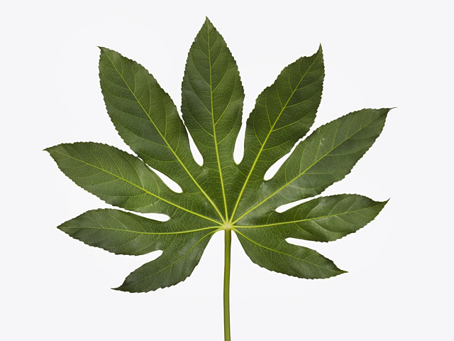Fatsia japonica (leaf)