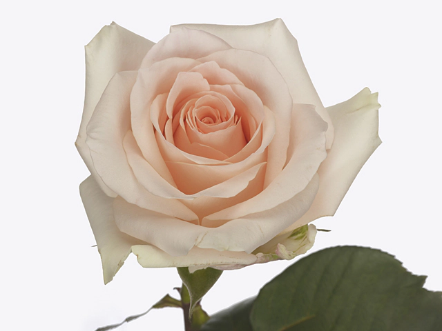 Роза крупноцветковая "Pink Sand"
