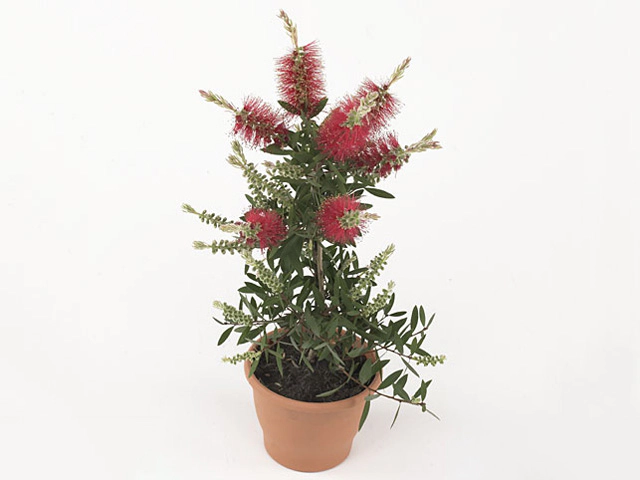 Callistemon speciosus