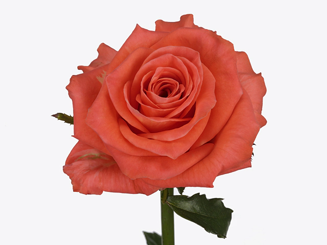Роза крупноцветковая "Orangerie"