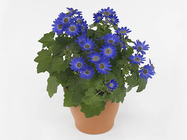 Pericallis (Cruentus Grp) Senetti Baby Blue