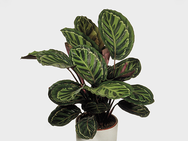 Calathea roseopicta var.illustris