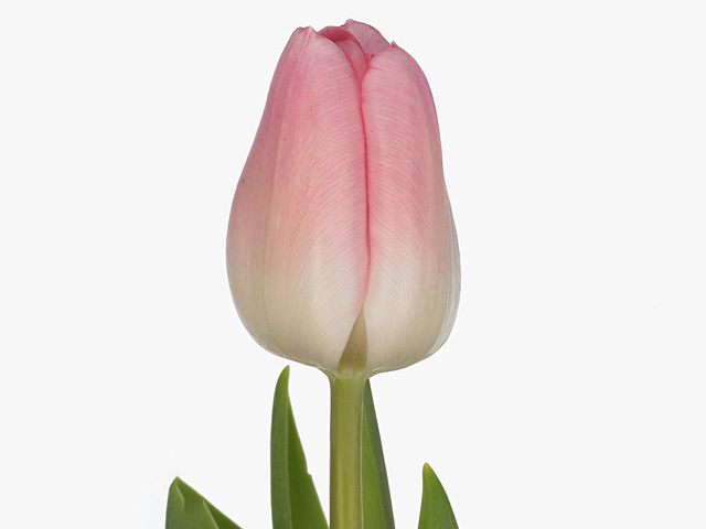 Тюльпан Триумф "Rosario"