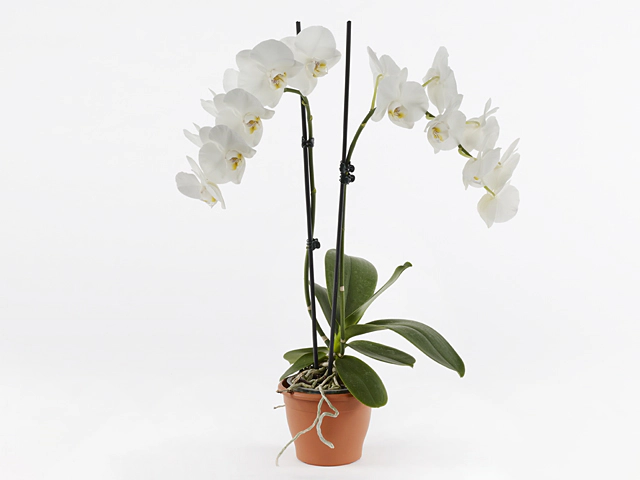 Phalaenopsis Floriclone Mountain Prayer