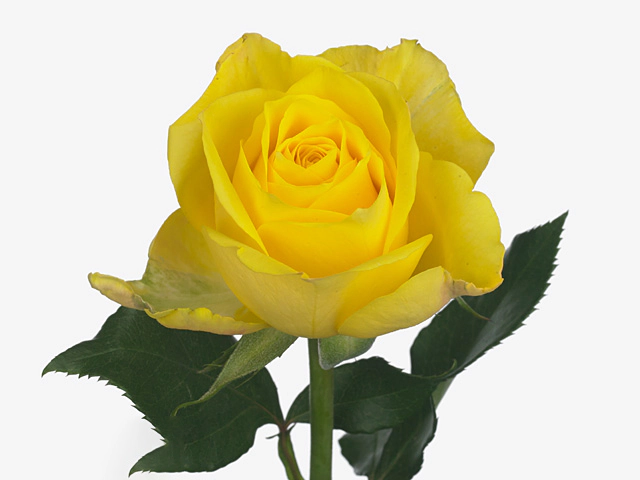 Роза крупноцветковая "Tribute"
