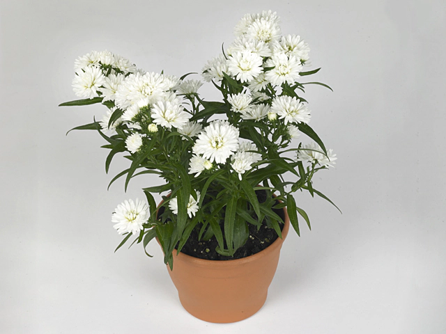 Aster (Novi-belgii Grp) Showmakers Snow White